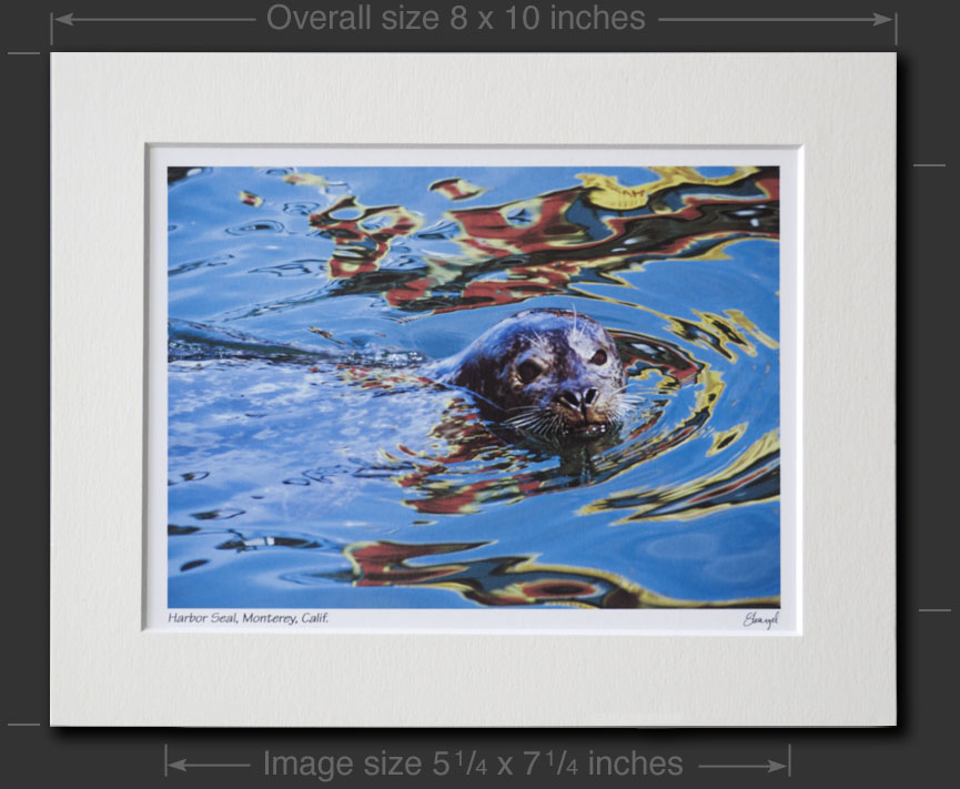 Mini with dimensions